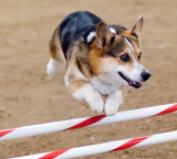 Agility